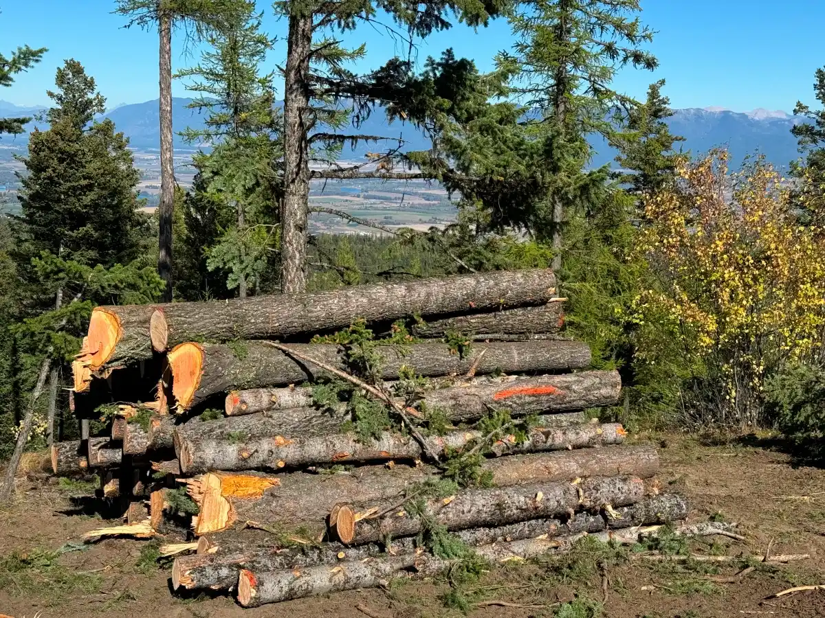 Preparing Timber for Sale - 1