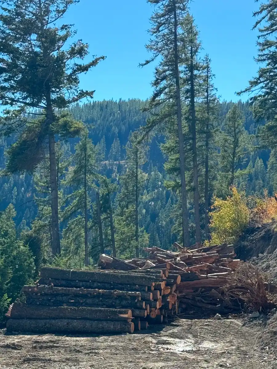 Preparing Timber for Sale - 2